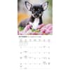 image Chihuahua Puppies 2027 Mini Wall Calendar Fourth Alternate Image