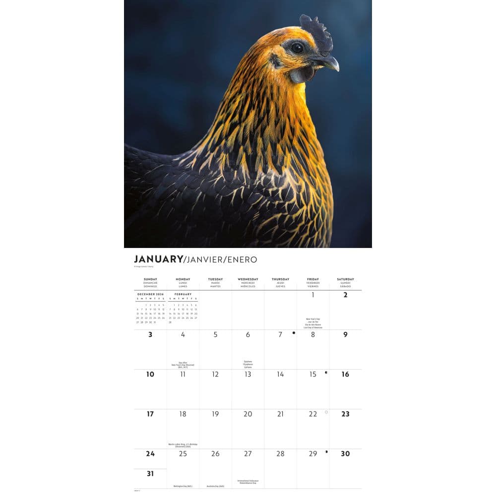 Chickens 2027 Wall Calendar Second Alternate Image