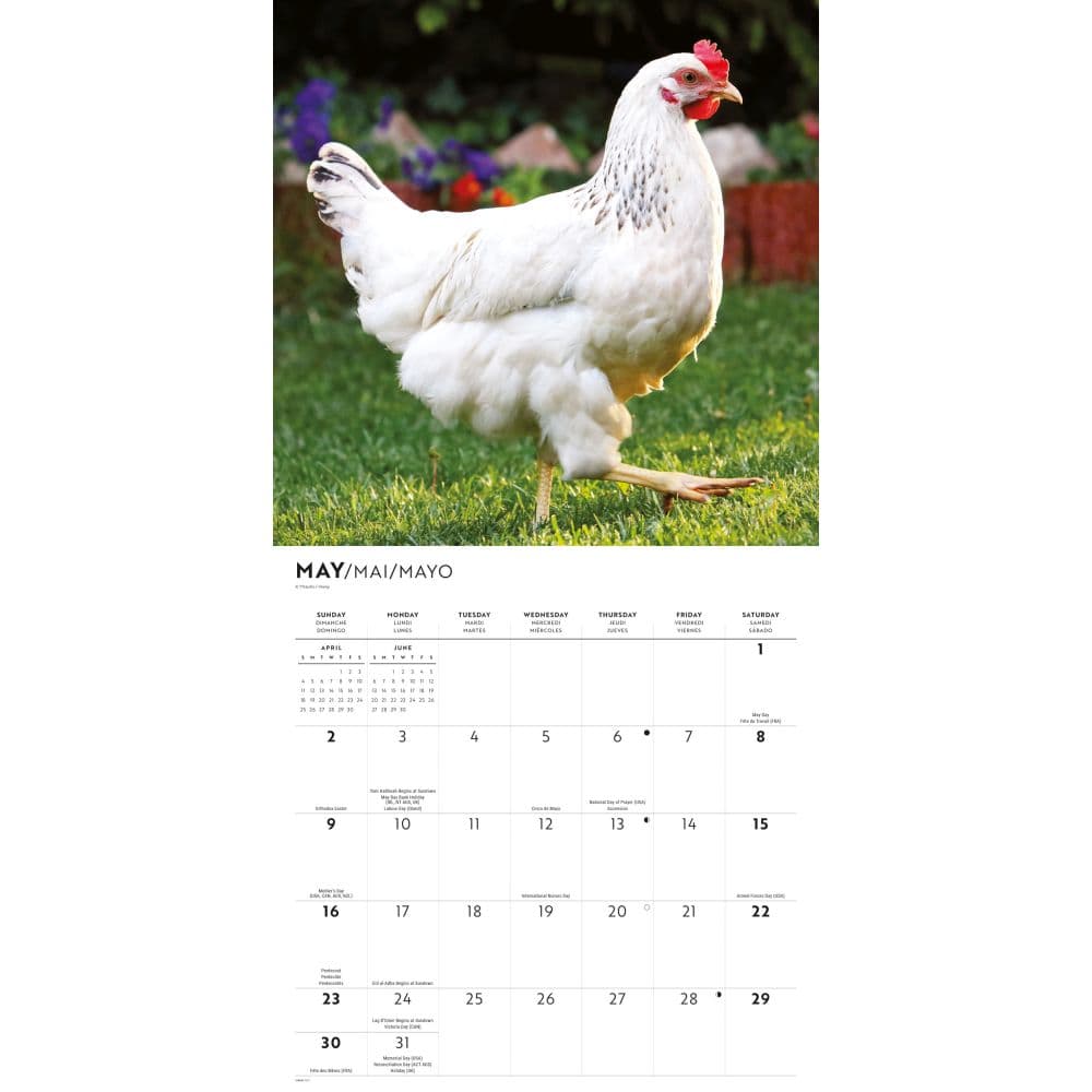 Chickens 2027 Wall Calendar Third Alternate Image