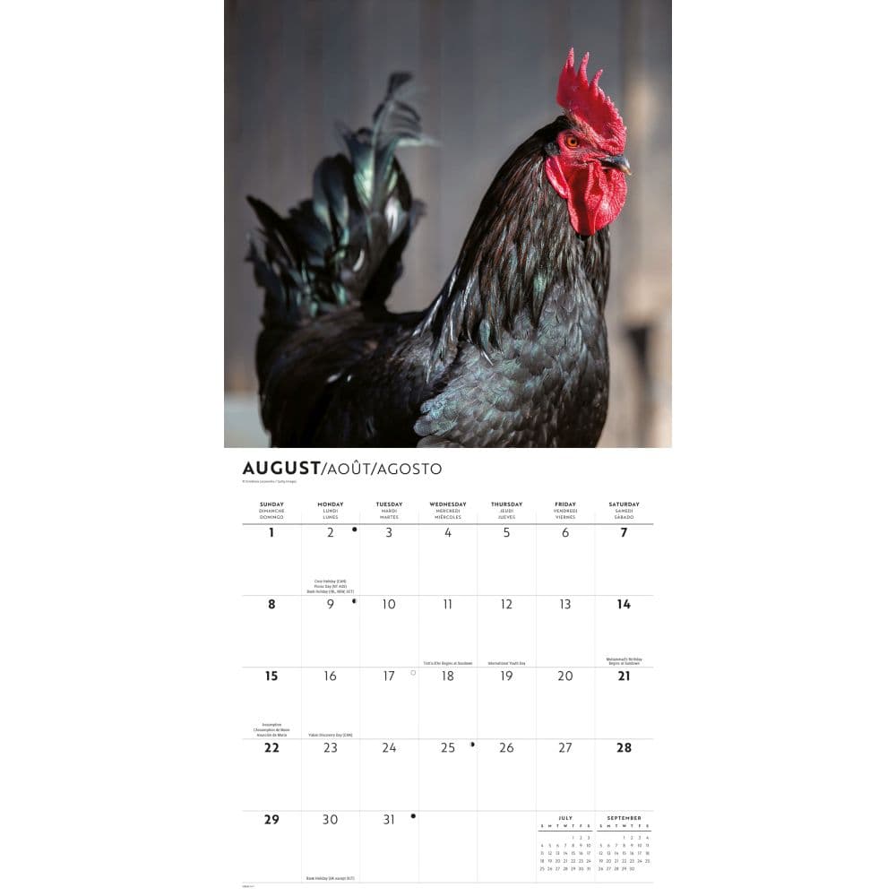 Chickens 2027 Wall Calendar Fourth Alternate Image