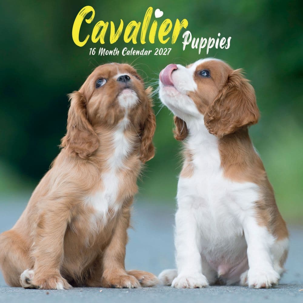 Cavalier King Charles Puppies 2027 Mini Wall Calendar Main Product Image