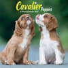 image Cavalier King Charles Puppies 2027 Mini Wall Calendar Main Product Image