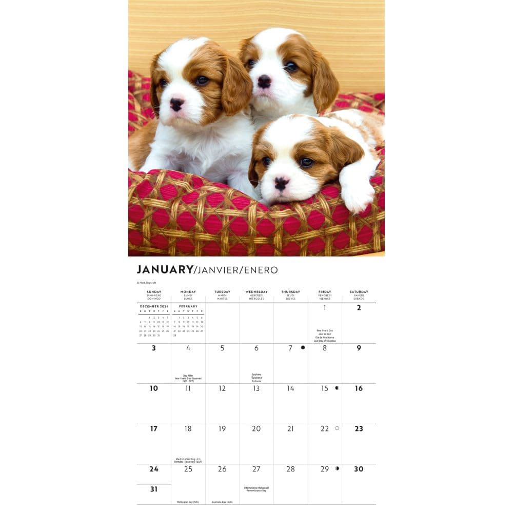 Cavalier King Charles Puppies 2027 Mini Wall Calendar Second Alternate Image