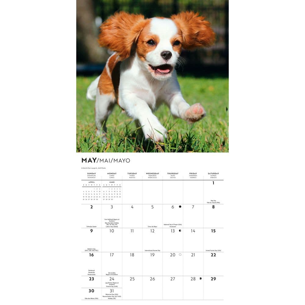 Cavalier King Charles Puppies 2027 Mini Wall Calendar Third Alternate Image