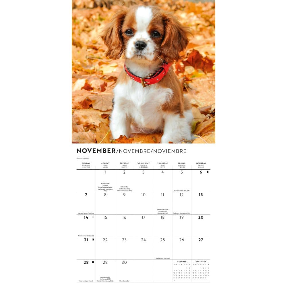 Cavalier King Charles Puppies 2027 Mini Wall Calendar Fourth Alternate Image