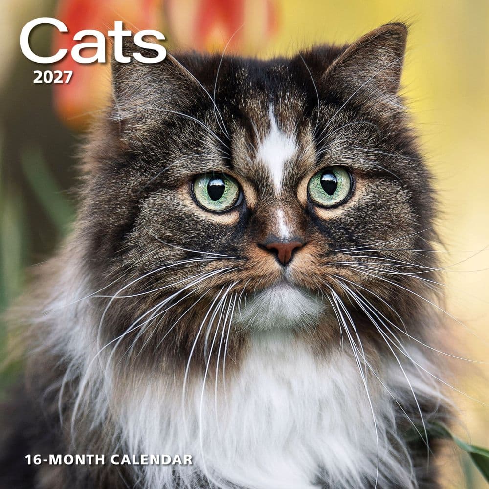 Cats 2027 Wall Calendar Main Product Image
