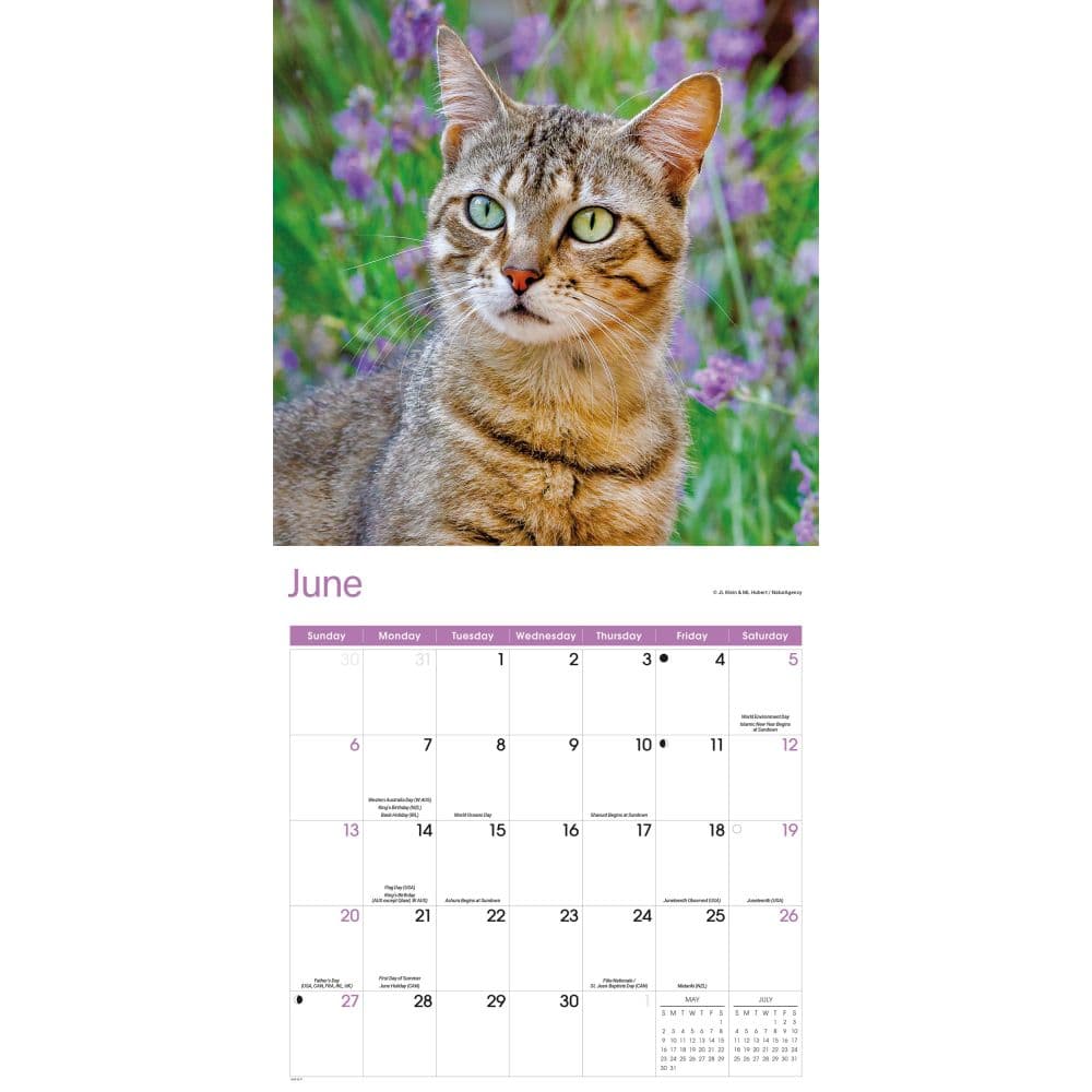 Cats 2027 Wall Calendar Second Alternate Image