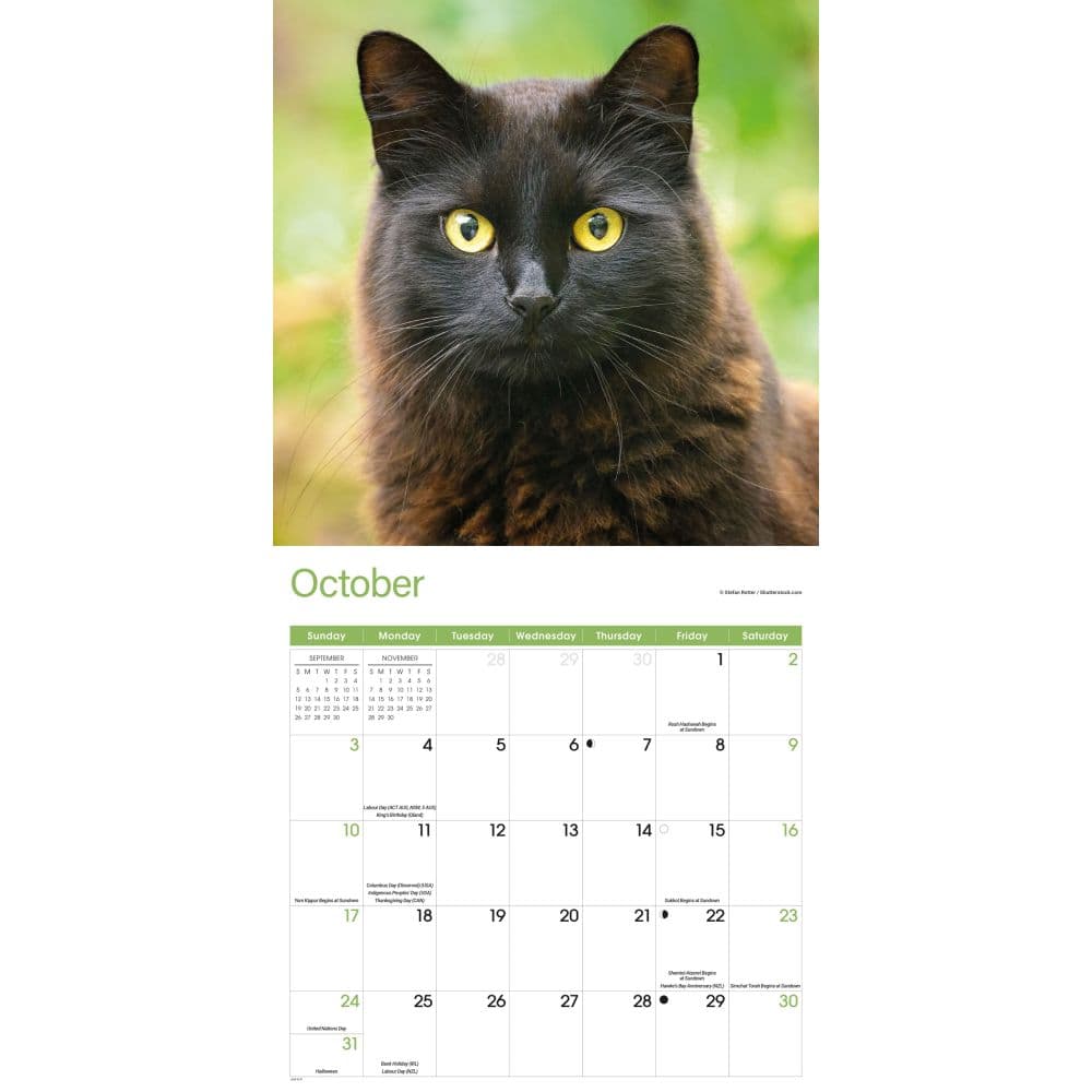Cats 2027 Wall Calendar Fourth Alternate Image