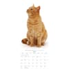 image Cats 2027 Vertical Wall Calendar Third Alternate Image