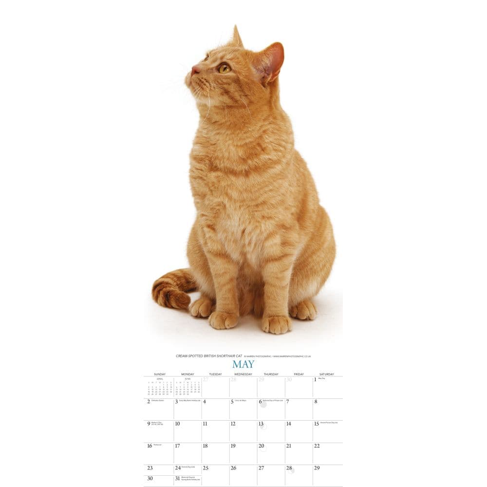 Cats 2027 Vertical Wall Calendar Third Alternate Image
