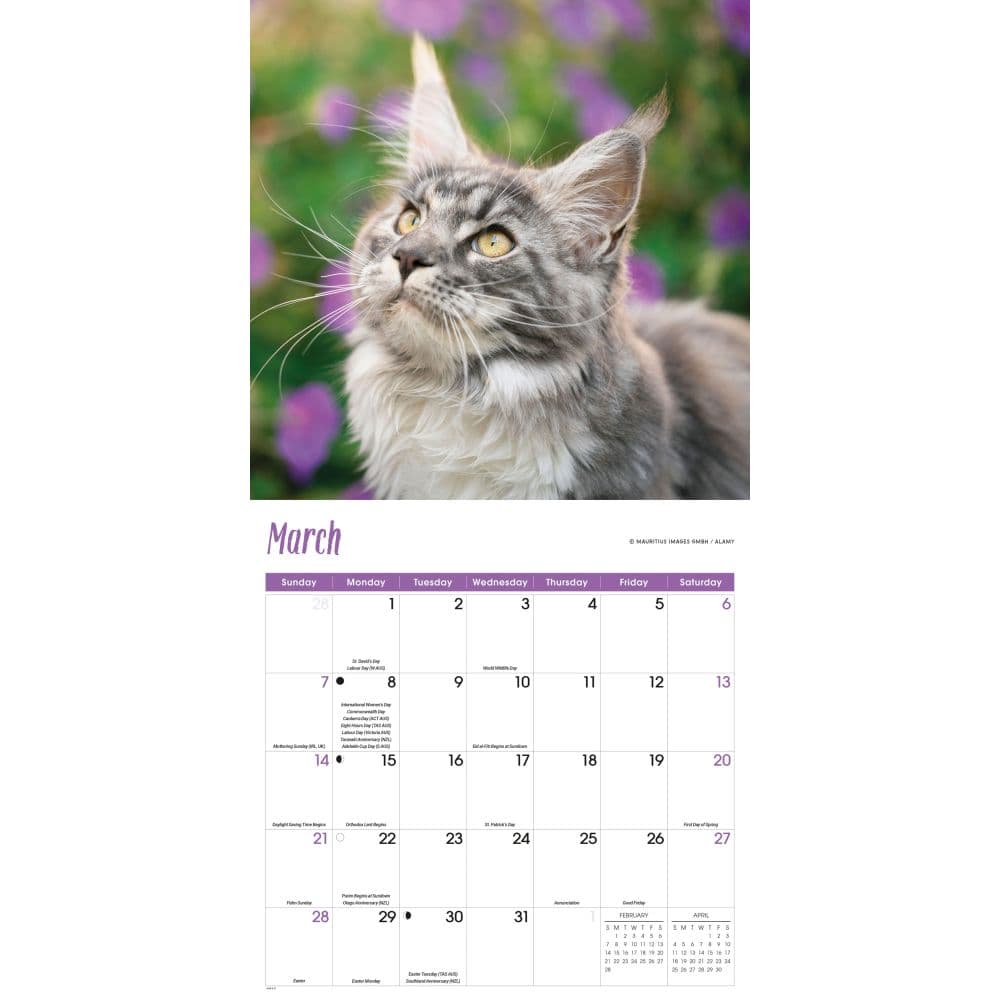 Maine Coon Cats 2027 Wall Calendar Second Alternate Image