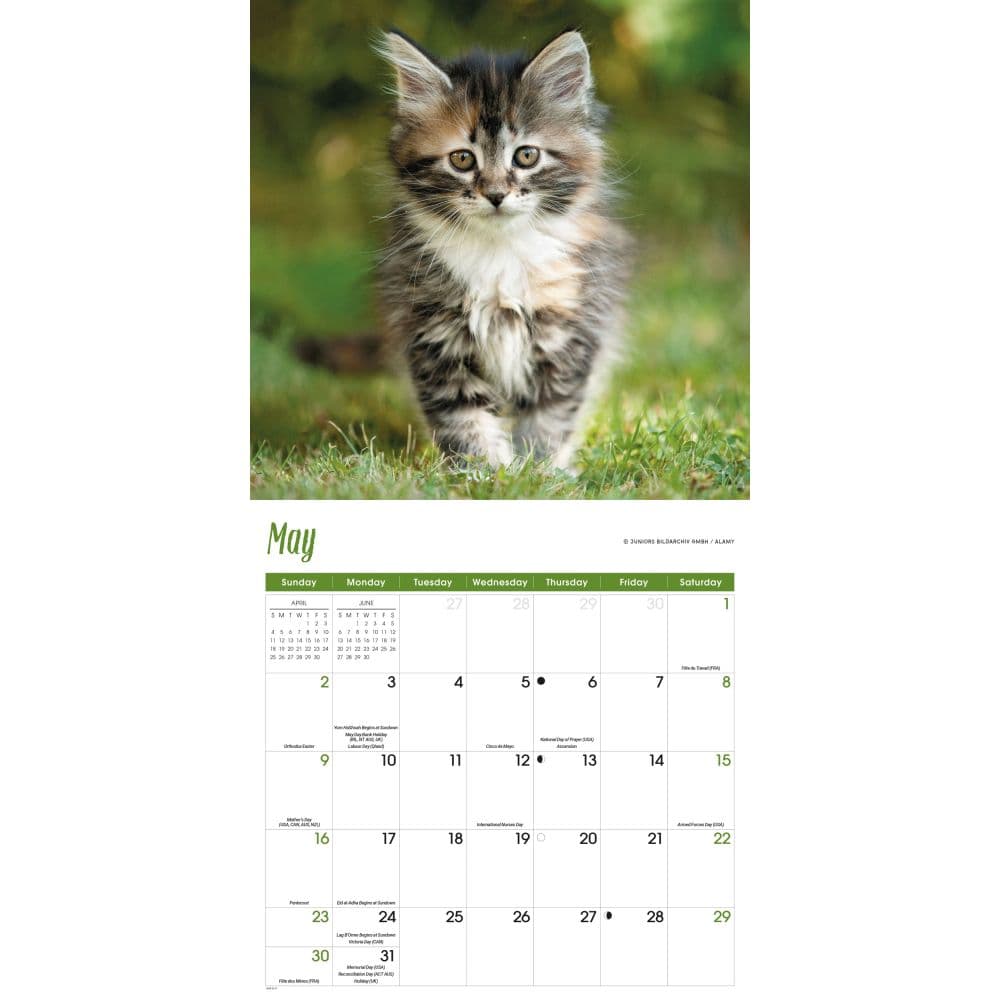 Maine Coon Cats 2027 Wall Calendar Third Alternate Image