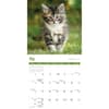 image Maine Coon Cats 2027 Wall Calendar Third Alternate Image