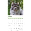 image Maine Coon Cats 2027 Wall Calendar Fourth Alternate Image