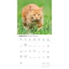 image Ginger Cats 2027 Wall Calendar Second Alternate Image