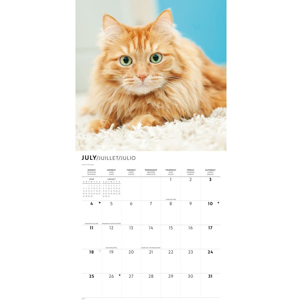 Ginger Cats 2027 Wall Calendar Third Alternate Image