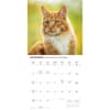 image Ginger Cats 2027 Wall Calendar Fourth Alternate Image