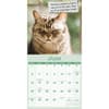 image Cat Confessions 2027 Wall Calendar Third Alternate Image