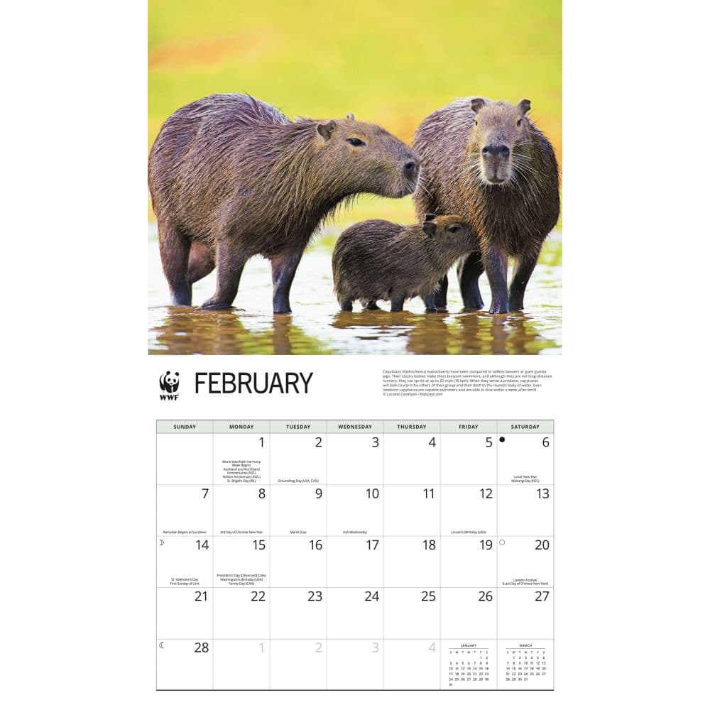 WWF Capybaras 2027 Wall Calendar Second Alternate Image