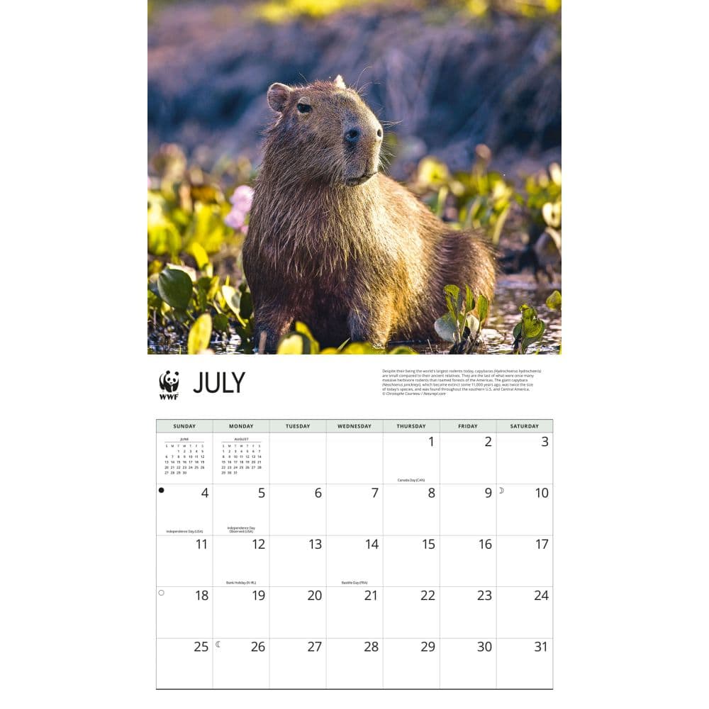 WWF Capybaras 2027 Wall Calendar Third Alternate Image