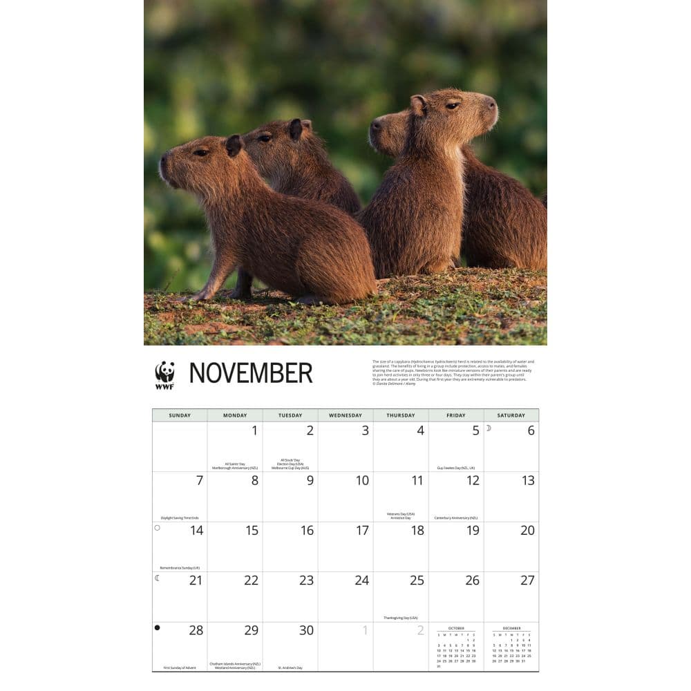WWF Capybaras 2027 Wall Calendar Fourth Alternate Image