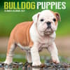image Bulldog Puppies 2027 Mini Wall Calendar Main Product Image