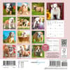 image Bulldog Puppies 2027 Mini Wall Calendar First Alternate Image
