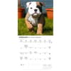 image Bulldog Puppies 2027 Mini Wall Calendar Second Alternate Image