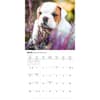 image Bulldog Puppies 2027 Mini Wall Calendar Third Alternate Image