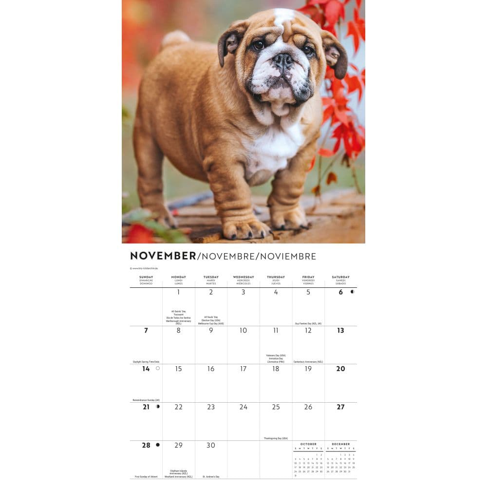 Bulldog Puppies 2027 Mini Wall Calendar Fourth Alternate Image