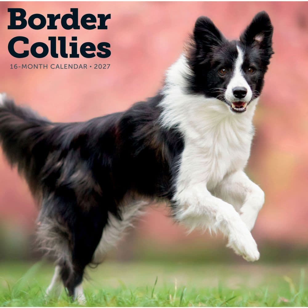 Border Collies 2027 Wall Calendar Main Product Image