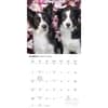 image Border Collies 2027 Wall Calendar Second Alternate Image
