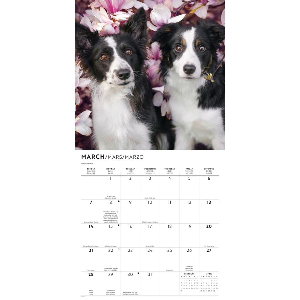 Border Collies 2027 Wall Calendar Second Alternate Image