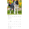 image Border Collies 2027 Wall Calendar Third Alternate Image
