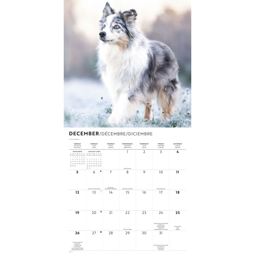Border Collies 2027 Wall Calendar Fourth Alternate Image