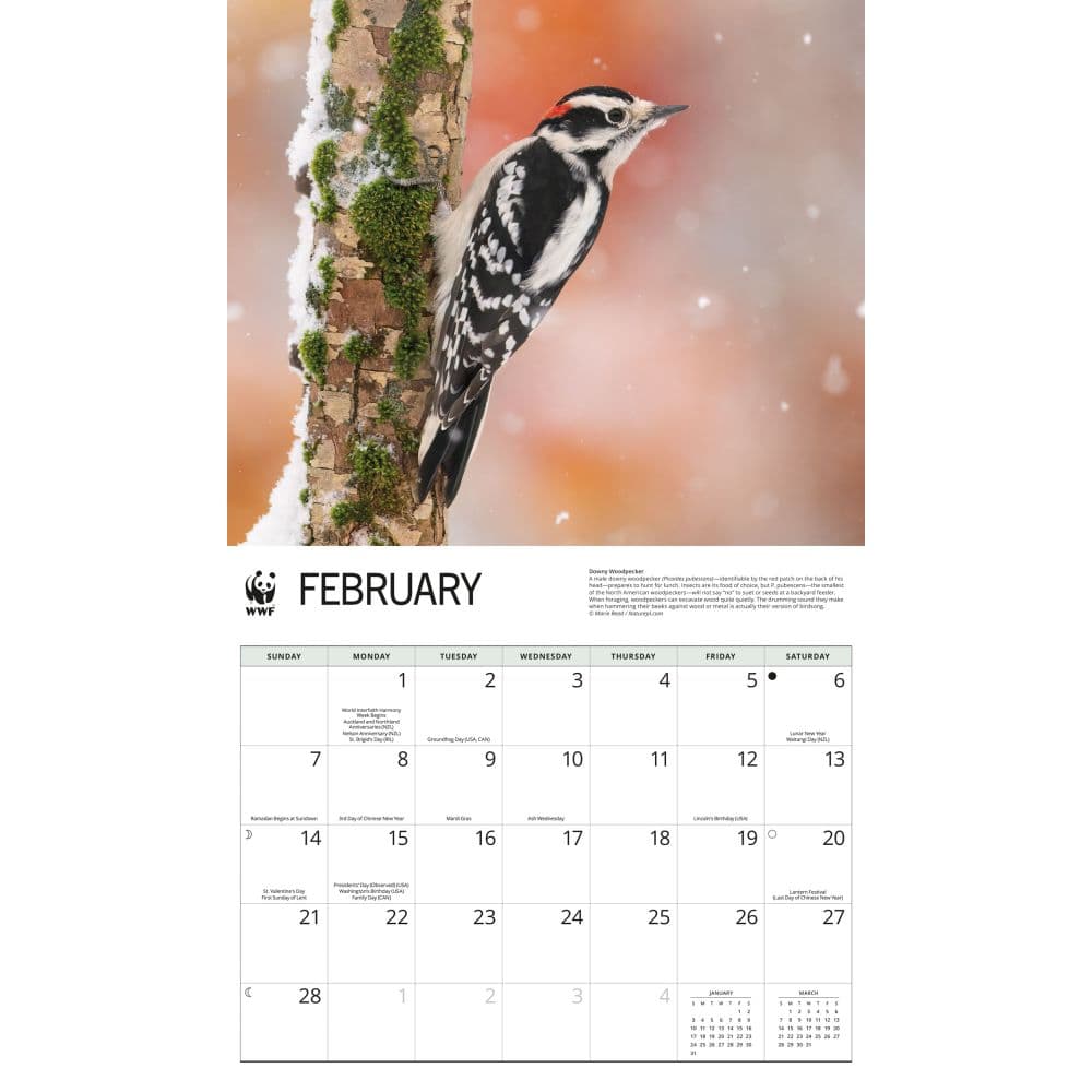 WWF Backyard Birds 2027 Wall Calendar Second Alternate Image