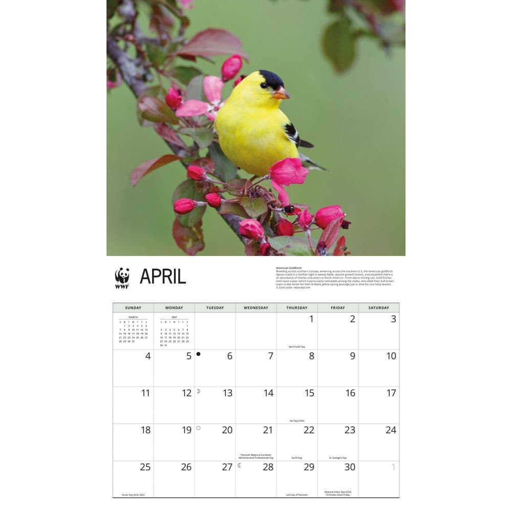 WWF Backyard Birds 2027 Wall Calendar Third Alternate Image