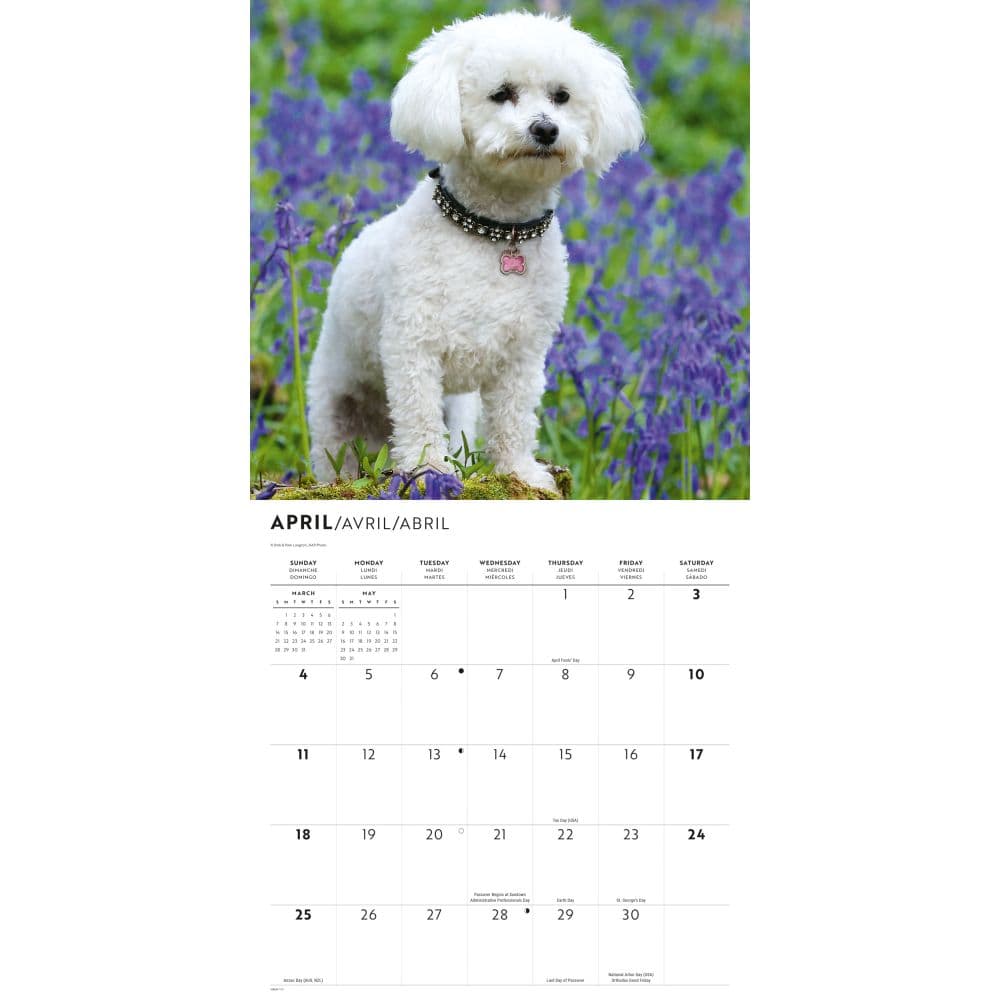 Bichon Frise 2027 Wall Calendar Second Alternate Image