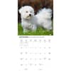 image Bichon Frise 2027 Wall Calendar Third Alternate Image