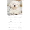 image Bichon Frise Puppies 2027 Wall Calendar Second Alternate Image