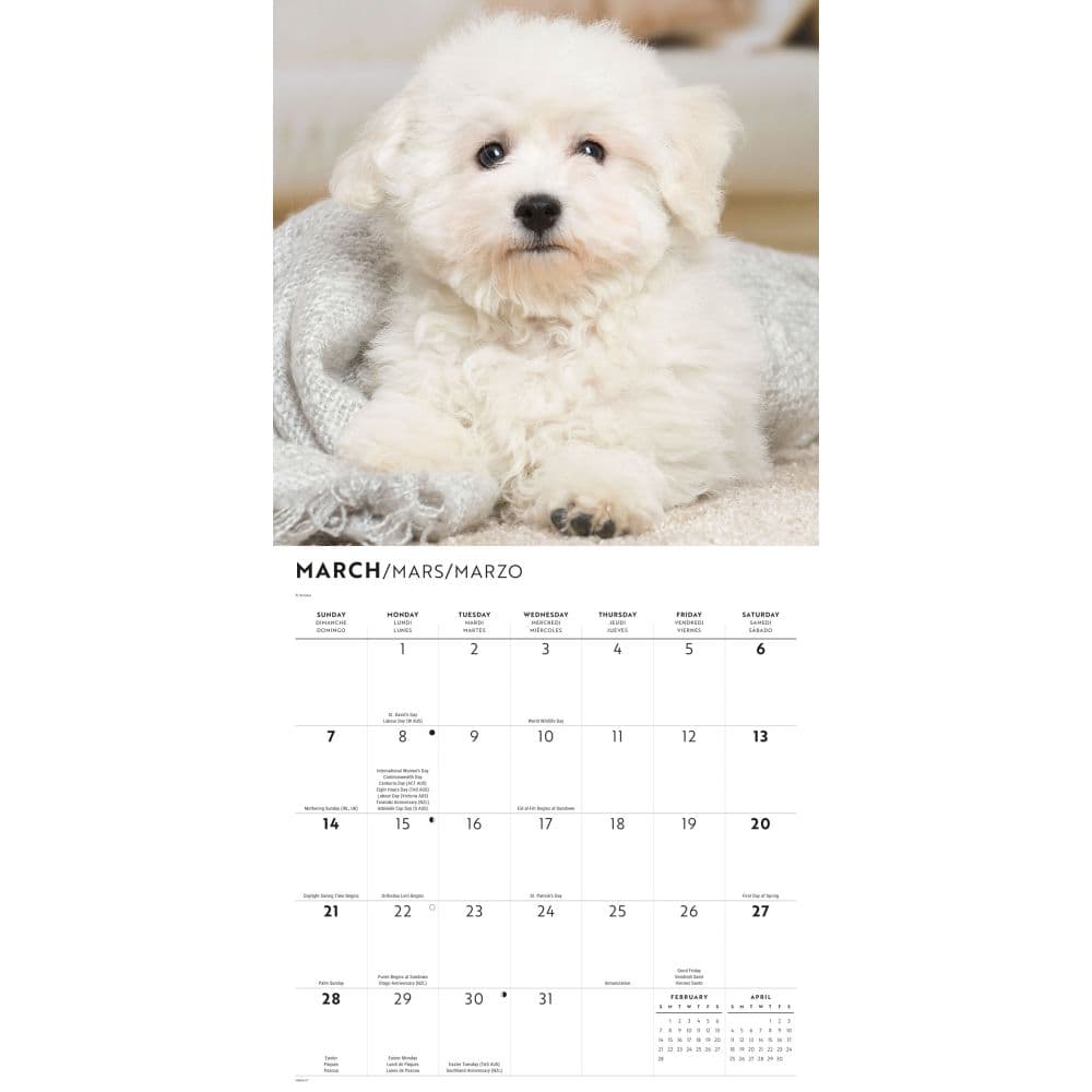 Bichon Frise Puppies 2027 Wall Calendar Second Alternate Image