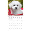 image Bichon Frise Puppies 2027 Wall Calendar Third Alternate Image