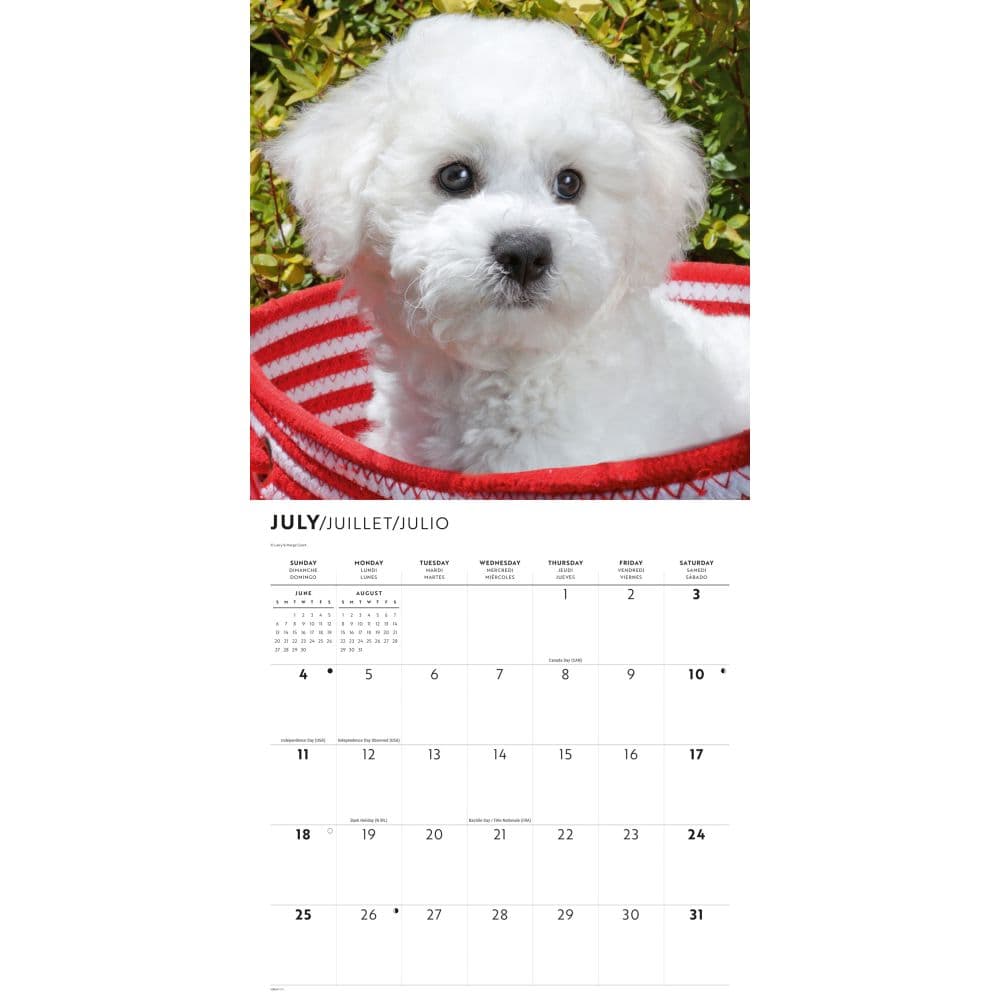 Bichon Frise Puppies 2027 Wall Calendar Third Alternate Image