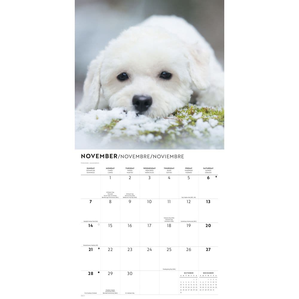 Bichon Frise Puppies 2027 Wall Calendar Fourth Alternate Image