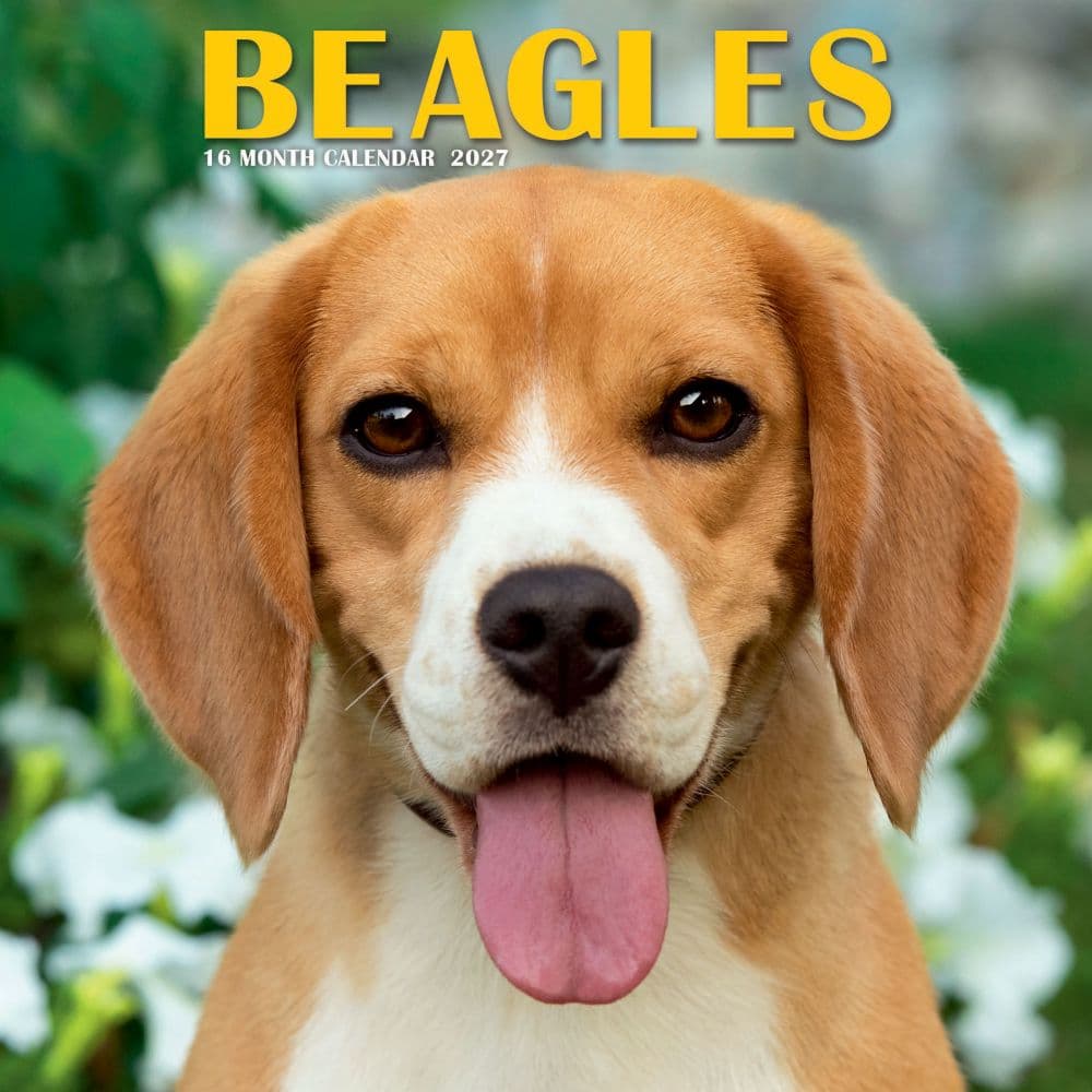 Beagle 2027 Mini Wall Calendar Main Product Image