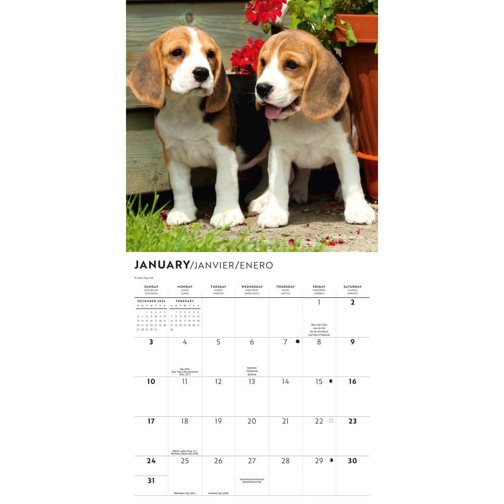 Beagle 2027 Mini Wall Calendar Second Alternate Image