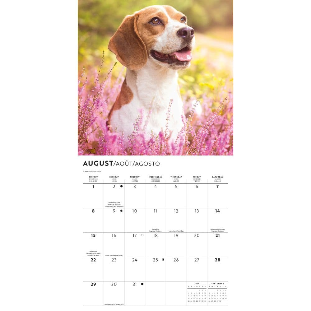 Beagle 2027 Mini Wall Calendar Third Alternate Image