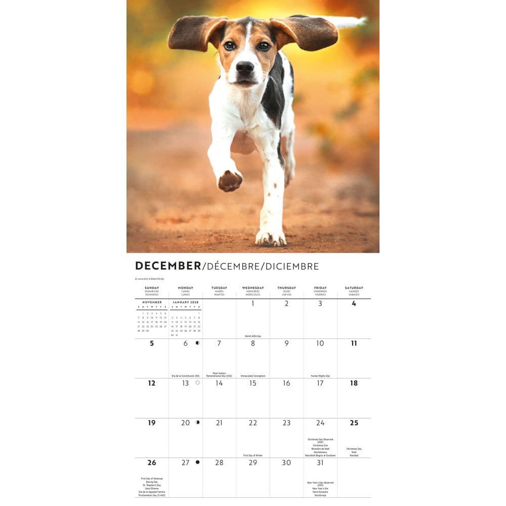 Beagle 2027 Mini Wall Calendar Fourth Alternate Image