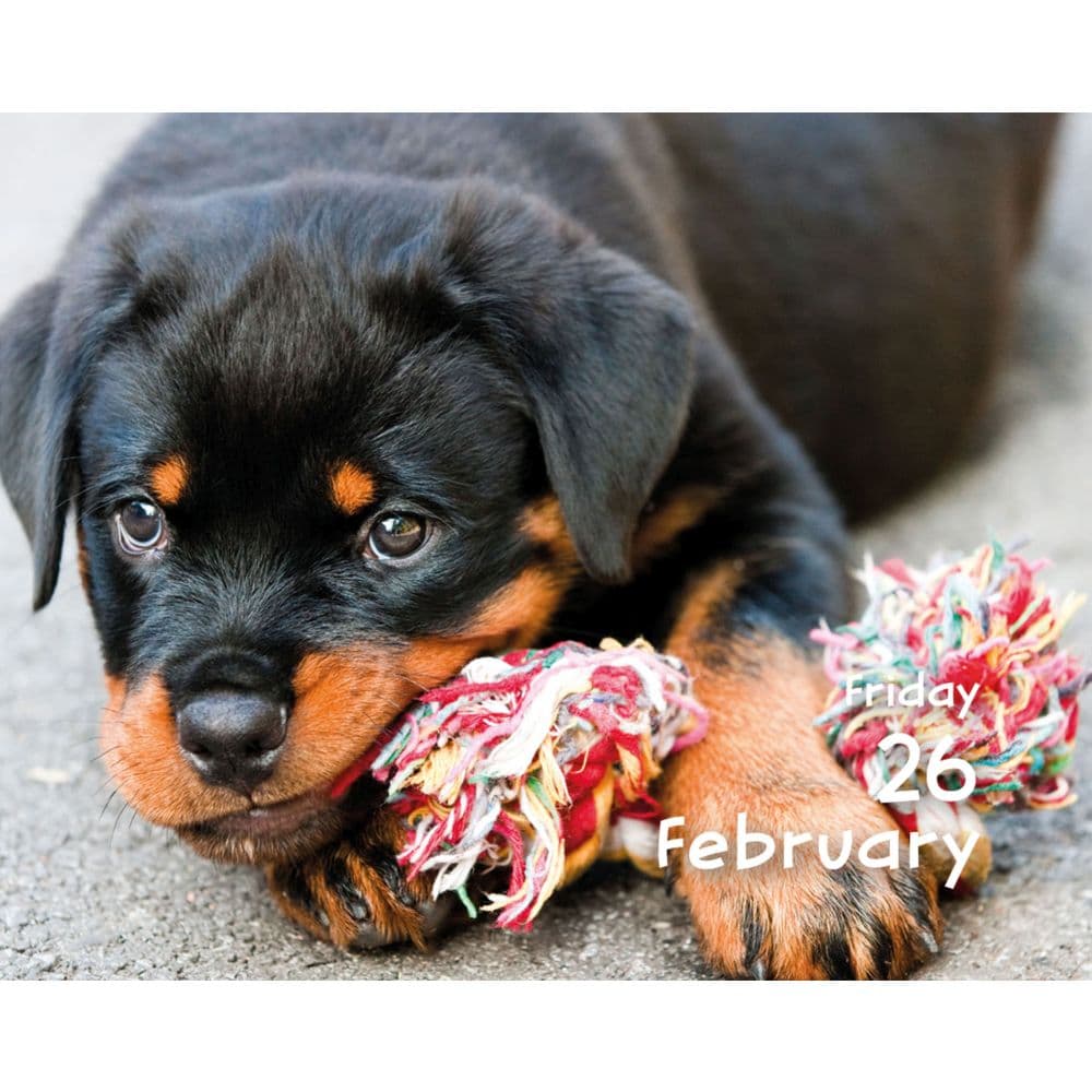 Puppies 2027 Desk Calendar Second Alternate Image