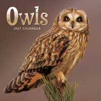 image Owls 2027 Mini Wall Calendar Main Product Image